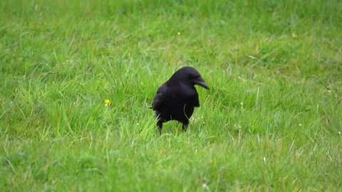 common raven (Corvus Corax) seeks out bugs and worms in lush green meadow grass