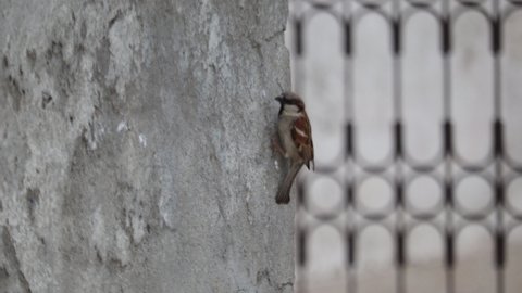 A male sparrow bird is trying to get the worms out of the wall.
