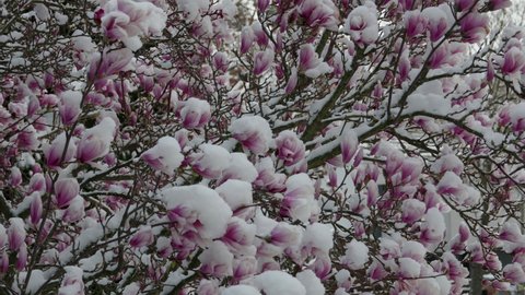 climate change snowfall in spring, close up of a purple blooming liliiflora magnolia tree in a garden covered with fresh white snow, camera panning upwards with many purple flowers with snow