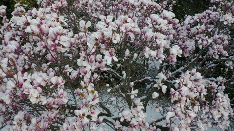climate change snowfall in spring, drone shot aerial view of a purple blooming liliiflora magnolia tree in a garden covered with fresh white snow, camera flying close around purple flowers with snow