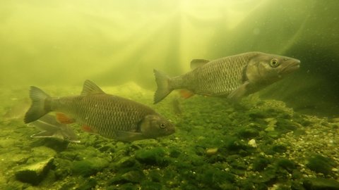 Shoal of fish.  European Chub, Roach and Sturgeon. Underwater footage with scene from garden pond on fishing and farming theme.