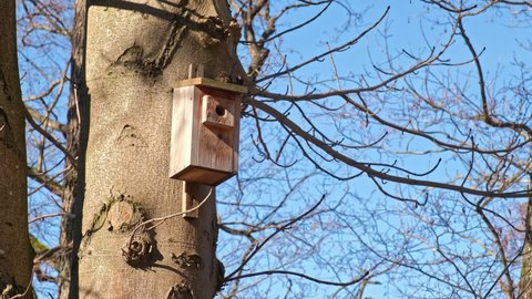 Traditional Classic Wooden Nest Box Birdhouse Hanging on Forest Tree Preventing Bird Endangered Species from Extinction