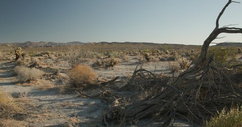Desert Landscape at Anza-borrego State Park with Snag Dead Dry Wood