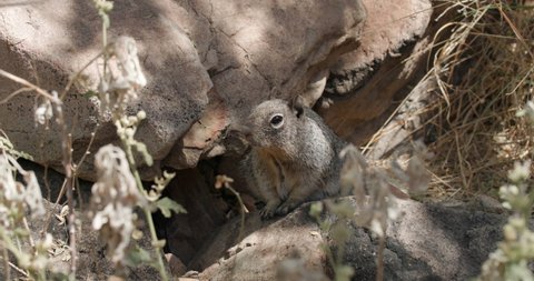 Rock Squirrel Looking Around in Sonoran Desert in Arizona
