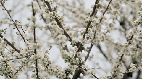 Spring time, blossoming plum tree, white flowers on the branches