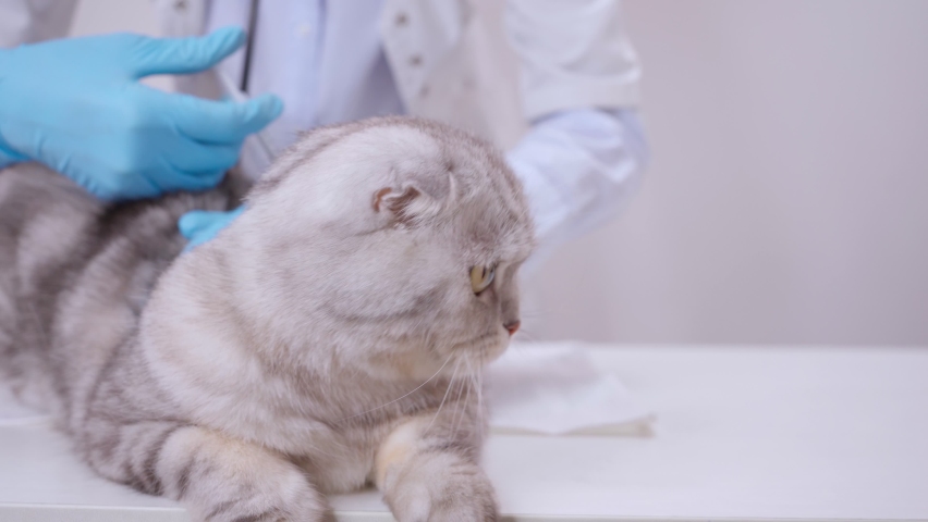 cat veterinarian checkup Vetelinar examines a domestic thoroughbred cat, Scottish Fold. Domestic cat vaccination. Treatment of animals. They give an injection to a pet from rabies. Sick cat.  Royalty-Free Stock Footage #1089822777