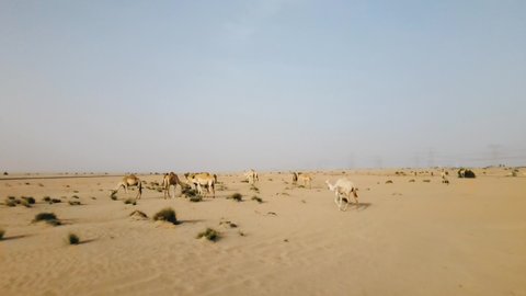 Camels walking in the desert near Dubai