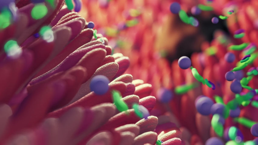 Microbiome intestine factories and microbiota. Gut health 3d render. Microvilli with factories in intestine  Royalty-Free Stock Footage #1089823311
