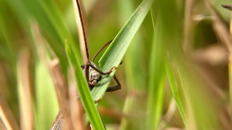 Insect grasshopper eats a blade of grass close-up in a natural environment