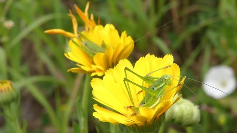 Green Katydids Or Long-Horned Grasshoppers In Yellow Calendula Flowers on wind