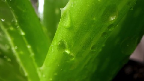 Rosette of aloe vera, drops of dew or rainwater, fresh juicy green plant, wet leaves, raindrops or droplets. Natural medicinal plant for organic cosmetics, alternative medicine, a drop of aloe vera.