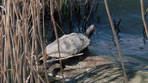 Turtle sits on a log in the reeds and basks in the sun on the lake