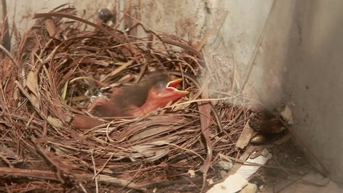 Baby bird crying in the nest waiting for the mother to come to feed.
