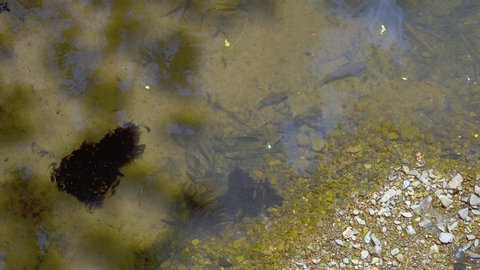 Bunches of tadpoles move slowly near the pebble shore of a jungle pond while tiny fish circle them.