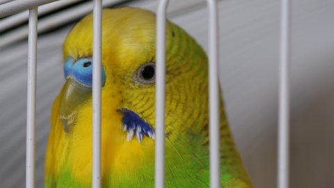 Close-up of a curious green budgerigar in a cage. Breeding exotic birds. Bird shop. Veterinary medical care for a parrot. Pet food.selective focus