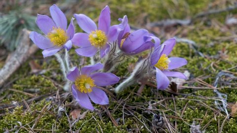 Group of Pulsatilla patens close-up in the forest in spring from above. Women's palms around the plant.