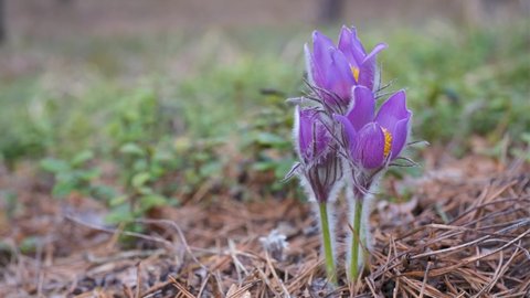 Pulsatilla patens close-up in the forest in spring.