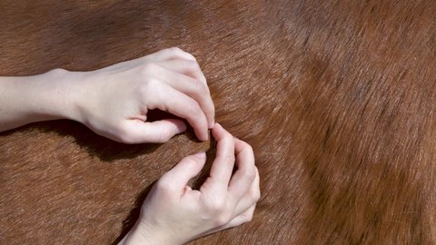 Women's hands comb out the hair on the skin of a horse. Close-up. Animal care process. Spring molt