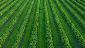 Stunning green rows of black currant bushes from a bird's eye view. Footage of agronomic industry. Agrarian region of Ukraine, Europe. Cinematic drone shot. Filmed in UHD 4k video. Beauty of earth.