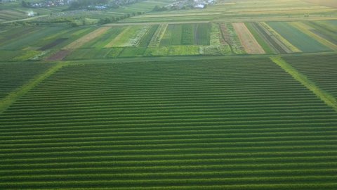Green rows blackcurrant bushes from a bird's eye view. Footage of agronomic industry. Ecology concept. Agrarian region of Ukraine, Europe. Cinematic drone shot. Filmed UHD 4k video. Beauty of earth.