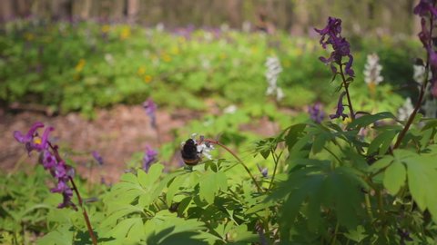 A large bumblebee collects pollen on the flowers of Corydalis cava in the spring forest. Footage of nature. Cinematic shot. Filmed in Full HD 1080p video. Slow motion clip 240 fps. Beauty of earth.