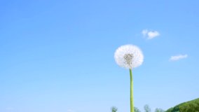 The wind blows the fluff of dandelions on a blue background on a sunny day. Spectacular shots of nature. Cinematic footage. Filmed in Full HD 1080p video. Slow motion clip 240 fps. Beauty of earth.
