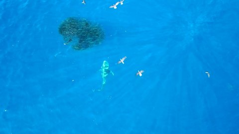 Bull shark feeding on a bait ball 4k 50fps 