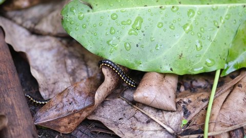 Keluwing or Ulat Gagak or black caterpillar or Spirostreptus on dry leaves.