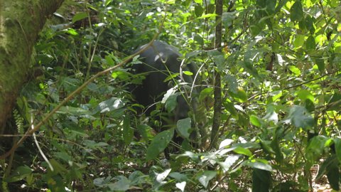 a front on shot of a baird's tapir foraging in the rainforest at corcovado national park of costa rica