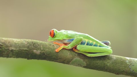 a side on view of a red-eyed tree frog resting on a branch in a garden at sarapiqui in costa rica