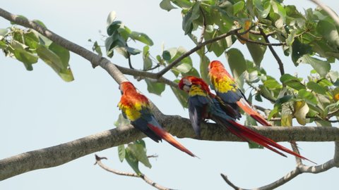 a high frame rate clip of three scarlet macaws in a tree at mirador de jaco in costa rica
