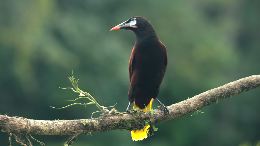 a front on view of a montezuma oropendola perched on a branch at boca tapada in costa rica Royalty-Free Stock Footage #1089830707