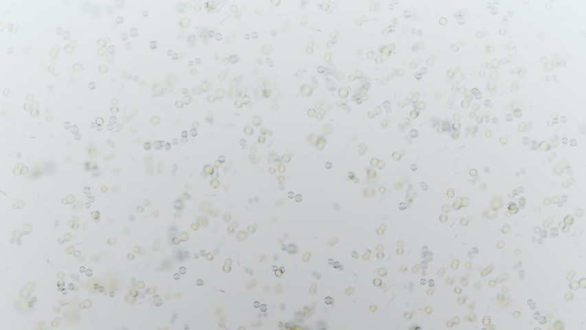 various forms of life in a drop of water. the simulation of the protozoan organism has loop animation 