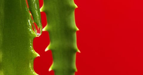Alora vera leaf with juice, gel drips from the stems on red background, natural medical plant for organic cosmetics, alternative medicine, drop of aloe vera.