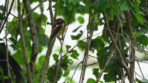 Seen with in the foliage of the tree with food in the mouth ready to be delivered. Banded Kingfisher Lacedo pulchella, male, Kaeng Krachan National Park, Thailand.