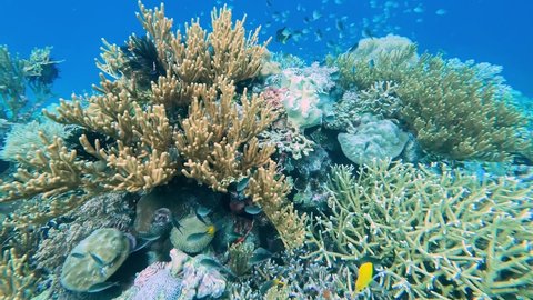 Amazing underwater ocean landscape of beautiful coral reef and masses of shoaling damsel and bright, colourful tropical fish at Atauro Island, Timor Leste, South East Asia