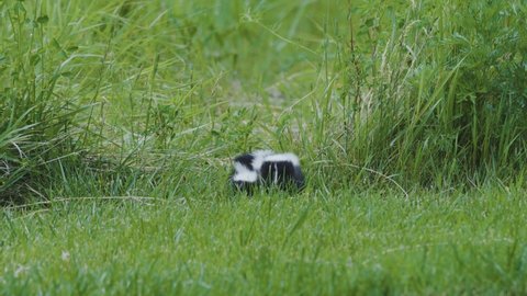 Pair of baby skunks hiding in the grass.