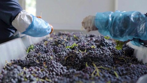 Two people removing unfit red grapes and leaves from a sorting table, wine process, slow-motion camera