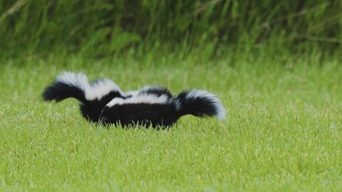 A pair of baby skunks walking in circles and playing in the grass.