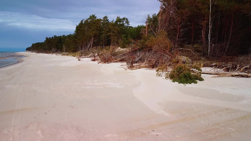Aerial view of Baltic sea coast on a sunny day, steep seashore dunes damaged by waves, broken pine trees, coastal erosion, climate changes, wide angle ascending drone shot moving forward