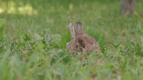 Oryctolagus cuniculus Wild European Rabbit sitting and eating grass
