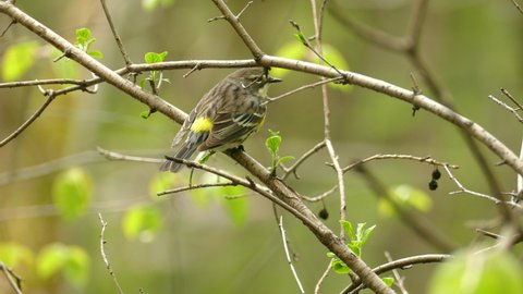Female yellow rumped warbler perched on tree branch with beautiful fresh new leaves sprouting during spring season, zoom in wildlife bird shot.