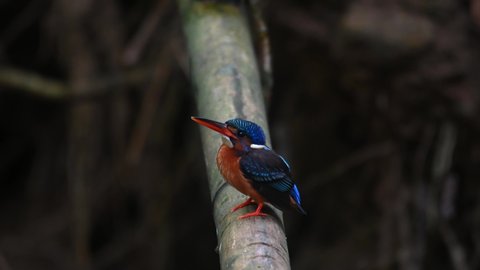 Facing to the left and thenes its head up and down, Blue-eared Kingfisher, Alcedo meninting, Kaeng Krachan National Park, Thailand.