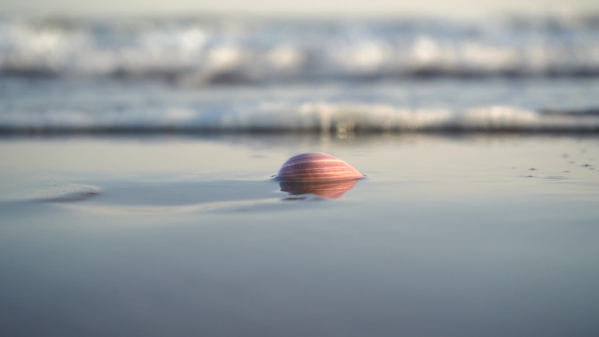 Seashell Buried In The Sand With Waves Washing Ashore At The Beach. close up
