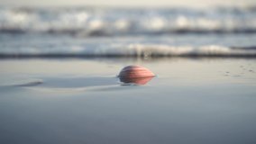Seashell Buried In The Sand With Waves Washing Ashore At The Beach. close up - Powered by Shutterstock - Get 15% off with code: PIKWIZARD15