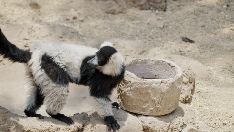 Black-and-white Ruffed Lemur Drinking Water On Stone Basin. - close up