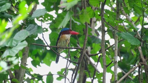 Seen perched within the foliage as the camera zooms out, Banded Kingfisher Lacedo pulchella, Kaeng Krachan National Park, Thailand.