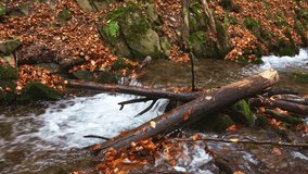 Mountain river with autumn leaves and boulders overgrown with moss in the autumn forest of the Carpathian Mountains, UHD 4k realtime slider video close-up