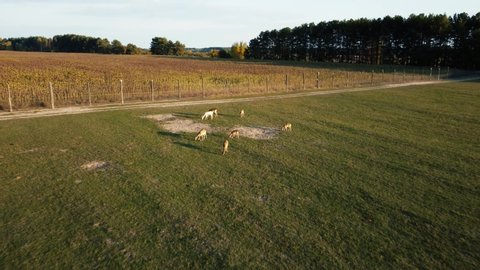 a flock of young deer running through the green grass on the territory of a large nature reserve on a summer day. deer graze, the sun is at sunset.