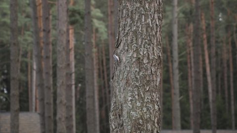Small gray bird clings to bark with its paws and deftly moves along the tree. Nuthatch bird is search for food in coniferous forest on a cloudy day.